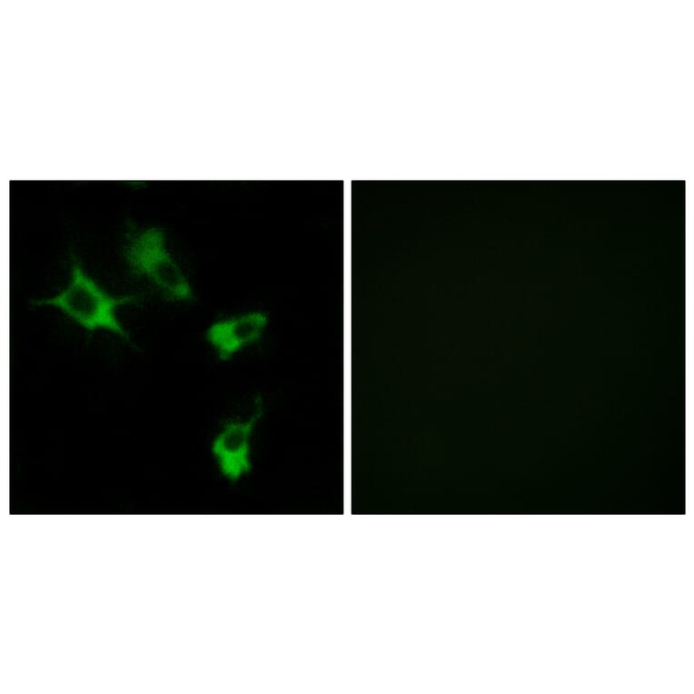 Immunofluorescence - Anti-MAST4 Antibody (C10066) - Antibodies.com