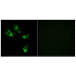 Immunofluorescence - Anti-MAST4 Antibody (C10066) - Antibodies.com