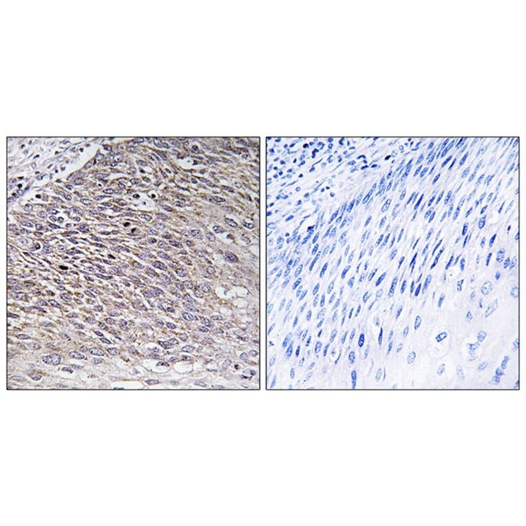 Immunohistochemistry - Anti-MAST4 Antibody (C10066) - Antibodies.com