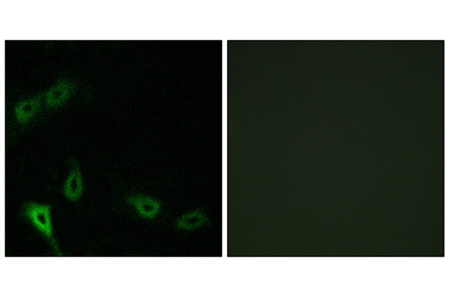 Immunofluorescence - Anti-MARK2 Antibody (C11249) - Antibodies.com