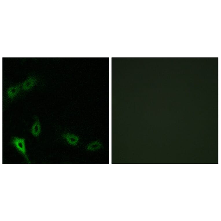 Immunofluorescence - Anti-MARK2 Antibody (C11249) - Antibodies.com