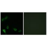 Immunofluorescence - Anti-MARK2 Antibody (C11249) - Antibodies.com