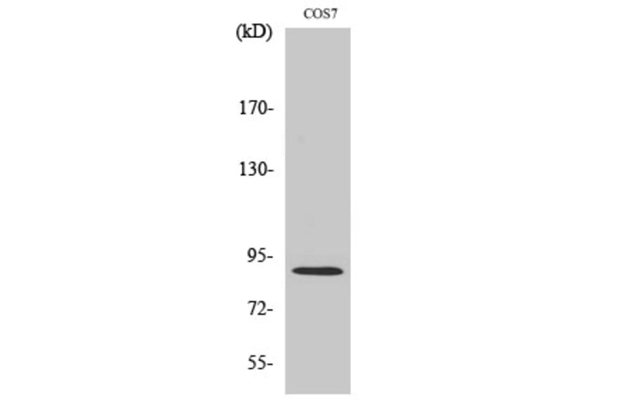 Western Blot - Anti-MARK2 Antibody (C11249) - Antibodies.com