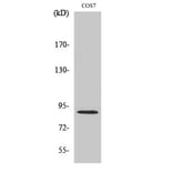 Western Blot - Anti-MARK2 Antibody (C11249) - Antibodies.com