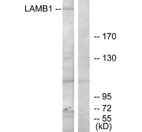Western Blot - Anti-LAMB1 Antibody (C13069) - Antibodies.com