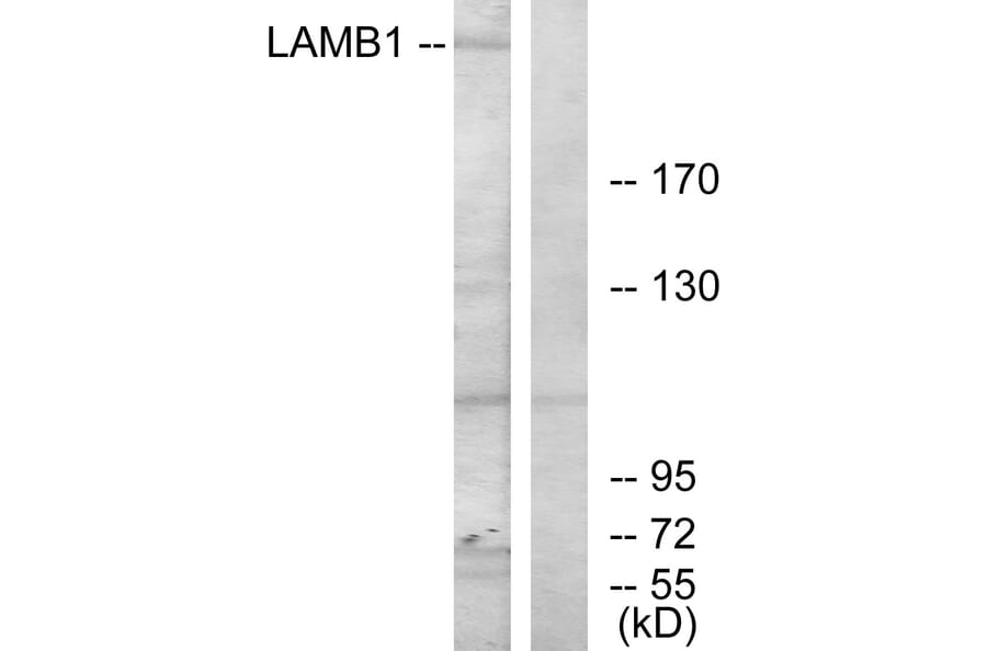 Western Blot - Anti-LAMB1 Antibody (C13069) - Antibodies.com