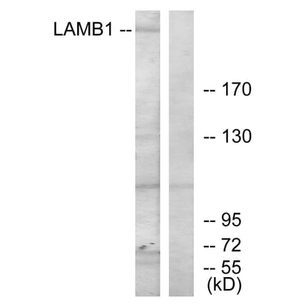 Western Blot - Anti-LAMB1 Antibody (C13069) - Antibodies.com