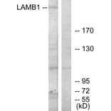 Western Blot - Anti-LAMB1 Antibody (C13069) - Antibodies.com