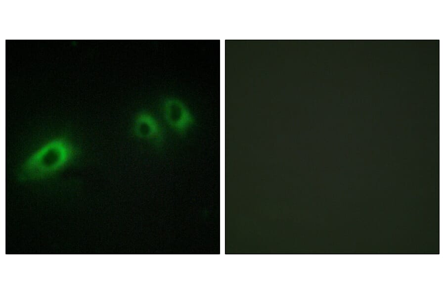 Immunofluorescence - Anti-LAMB1 Antibody (C13069) - Antibodies.com