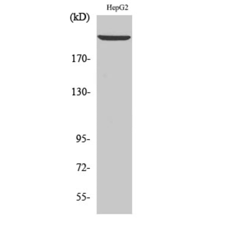 Western Blot - Anti-LAMB1 Antibody (C13069) - Antibodies.com