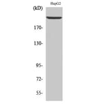 Western Blot - Anti-LAMB1 Antibody (C13069) - Antibodies.com