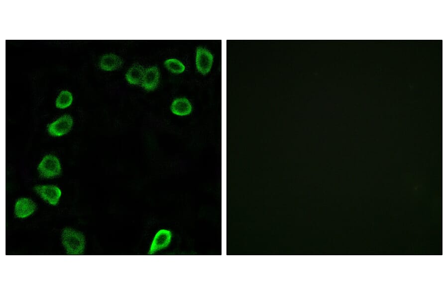 Immunofluorescence - Anti-LAMA4 Antibody (C13067) - Antibodies.com