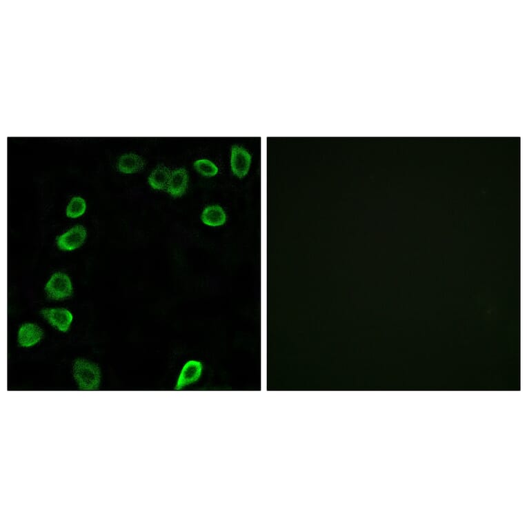 Immunofluorescence - Anti-LAMA4 Antibody (C13067) - Antibodies.com