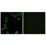 Immunofluorescence - Anti-LAMA4 Antibody (C13067) - Antibodies.com