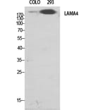 Western Blot - Anti-LAMA4 Antibody (C13067) - Antibodies.com
