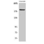 Western Blot - Anti-LAMA4 Antibody (C13067) - Antibodies.com
