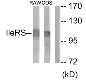 Western Blot - Anti-IARS2 Antibody (C11759) - Antibodies.com