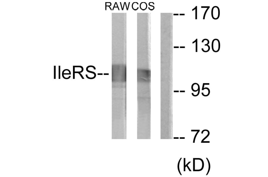 Western Blot - Anti-IARS2 Antibody (C11759) - Antibodies.com