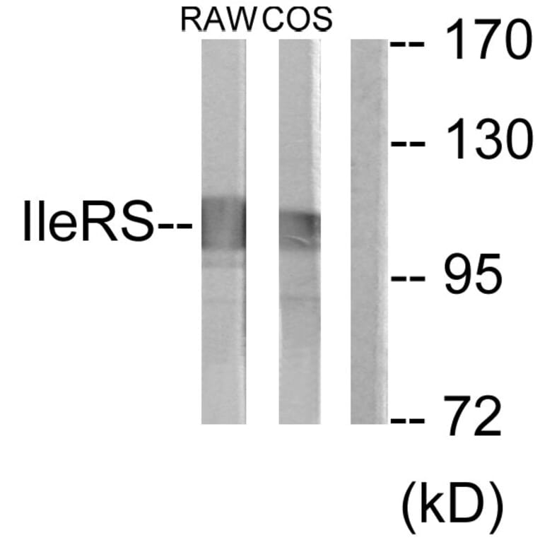 Western Blot - Anti-IARS2 Antibody (C11759) - Antibodies.com