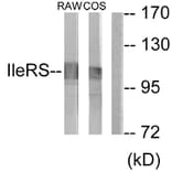 Western Blot - Anti-IARS2 Antibody (C11759) - Antibodies.com