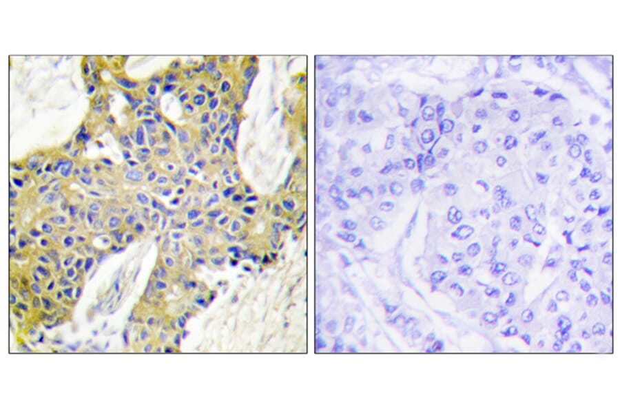 Immunohistochemistry - Anti-IARS2 Antibody (C11759) - Antibodies.com