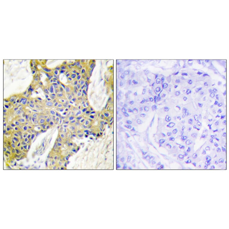 Immunohistochemistry - Anti-IARS2 Antibody (C11759) - Antibodies.com