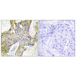 Immunohistochemistry - Anti-IARS2 Antibody (C11759) - Antibodies.com