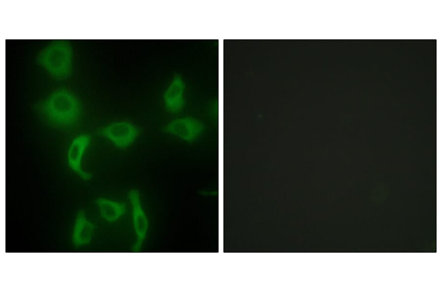 Immunofluorescence - Anti-IARS2 Antibody (C11759) - Antibodies.com