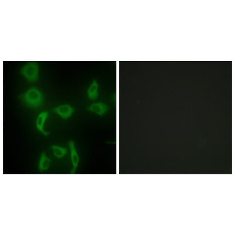 Immunofluorescence - Anti-IARS2 Antibody (C11759) - Antibodies.com