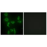 Immunofluorescence - Anti-IARS2 Antibody (C11759) - Antibodies.com