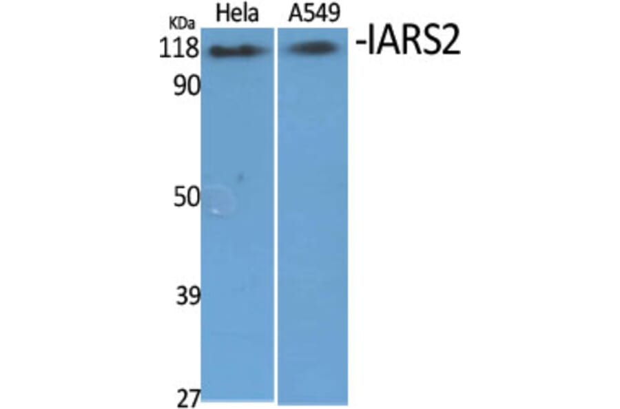 Western Blot - Anti-IARS2 Antibody (C11759) - Antibodies.com