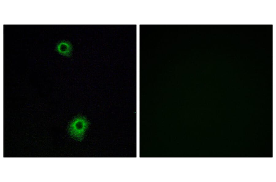 Immunofluorescence - Anti-HTR1B Antibody (G002) - Antibodies.com