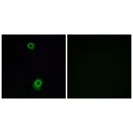 Immunofluorescence - Anti-HTR1B Antibody (G002) - Antibodies.com