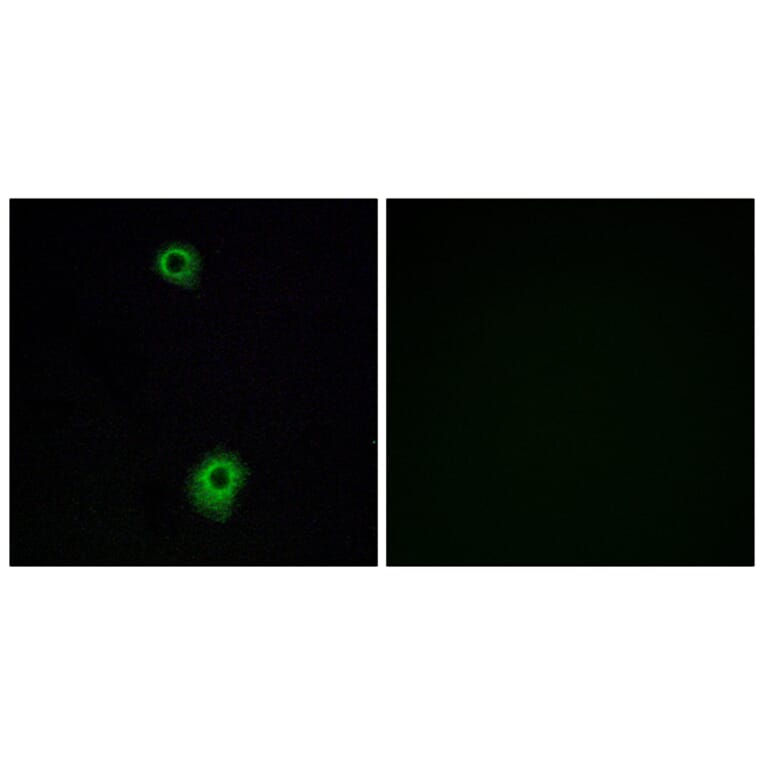 Immunofluorescence - Anti-HTR1B Antibody (G002) - Antibodies.com