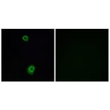 Immunofluorescence - Anti-HTR1B Antibody (G002) - Antibodies.com