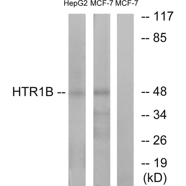 Western Blot - Anti-HTR1B Antibody (G002) - Antibodies.com