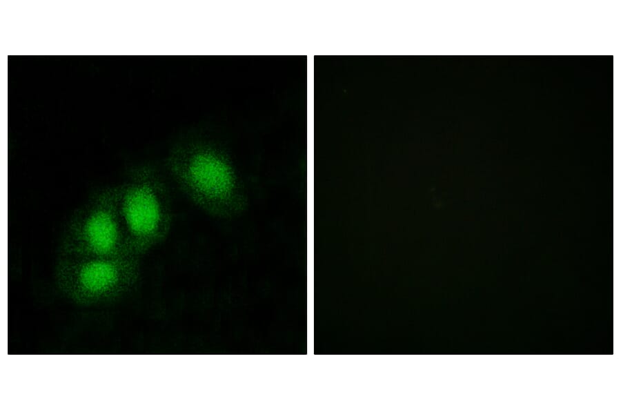 Immunofluorescence - Anti-HINT1 Antibody (C10655) - Antibodies.com