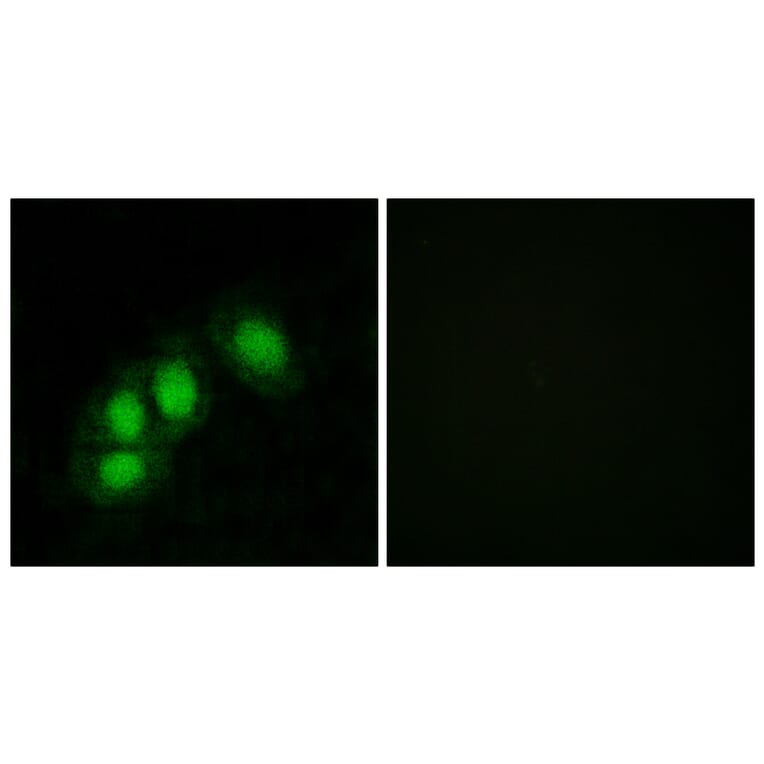 Immunofluorescence - Anti-HINT1 Antibody (C10655) - Antibodies.com