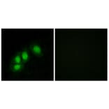 Immunofluorescence - Anti-HINT1 Antibody (C10655) - Antibodies.com
