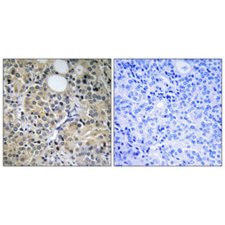 Immunohistochemistry - Anti-HINT1 Antibody (C10655) - Antibodies.com
