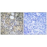 Immunohistochemistry - Anti-HINT1 Antibody (C10655) - Antibodies.com