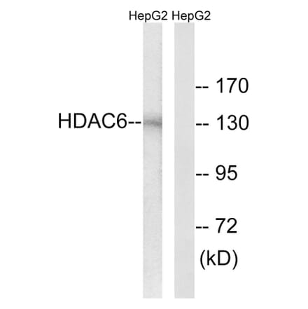 Western Blot - Anti-HDAC6 Antibody (B0941) - Antibodies.com