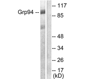Western Blot - Anti-GRP94 Antibody (C0218) - Antibodies.com
