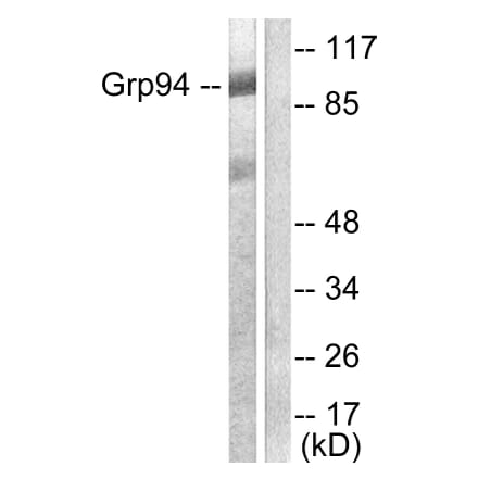 Western Blot - Anti-GRP94 Antibody (C0218) - Antibodies.com