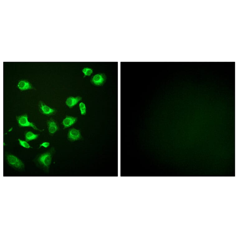 Immunofluorescence - Anti-GRP94 Antibody (C0218) - Antibodies.com