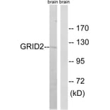 Western Blot - Anti-GRID2 Antibody (C12395) - Antibodies.com