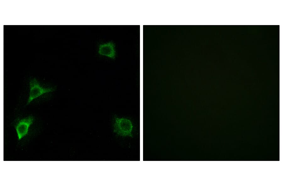 Immunofluorescence - Anti-GRID2 Antibody (C12395) - Antibodies.com