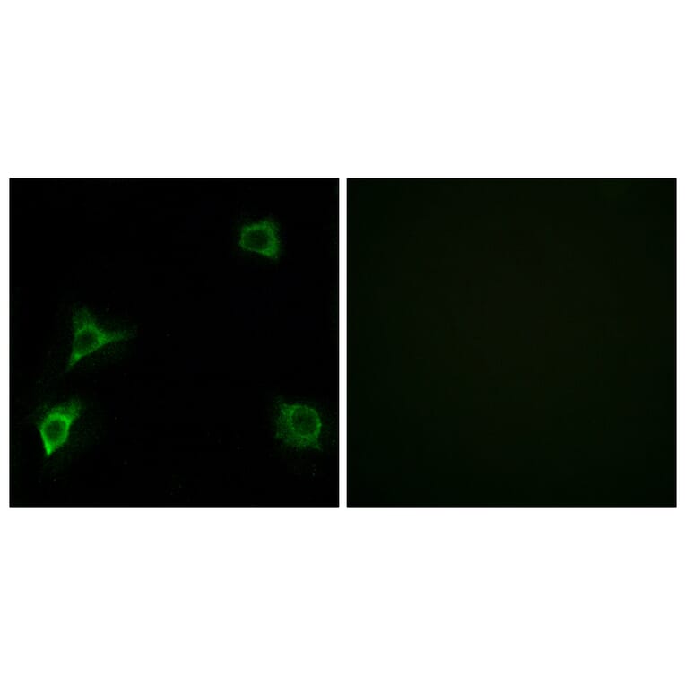 Immunofluorescence - Anti-GRID2 Antibody (C12395) - Antibodies.com