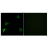 Immunofluorescence - Anti-GRID2 Antibody (C12395) - Antibodies.com