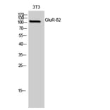 Western Blot - Anti-GRID2 Antibody (C12395) - Antibodies.com